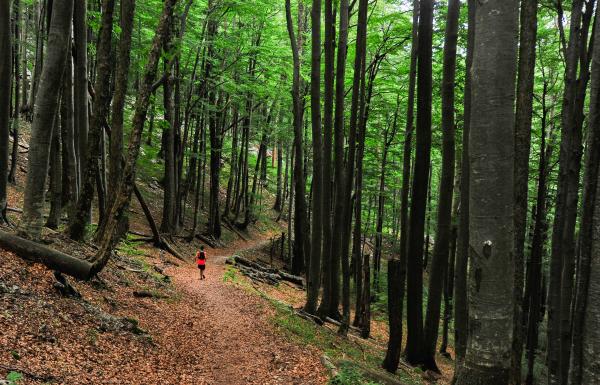 Učka Trail