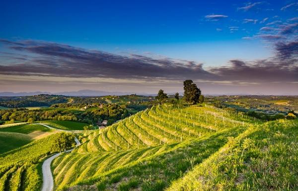 JAZZ u vinogradu, Maderkin breg