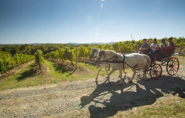 'Slavonija i Podravina, wine not!? 2022.', Matija Turkalj