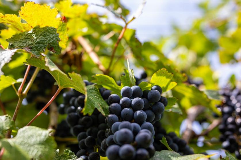 Luka Tabako, Ružica Vinodola