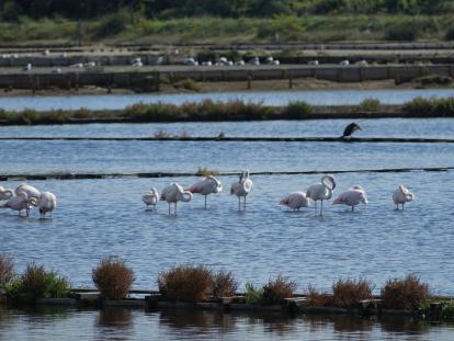 Plamenci flamingosi