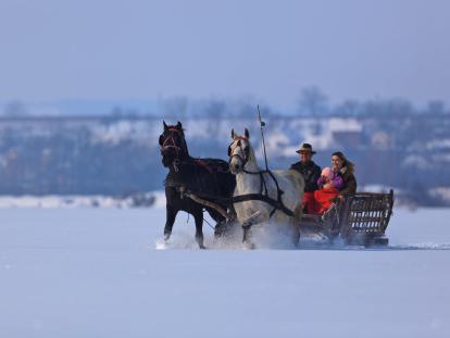 Baranja - saonicama po snijegu